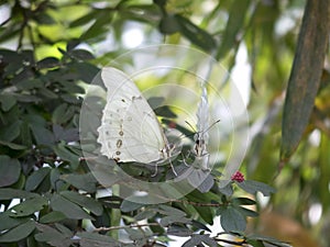 Butterfly World, Florida photo