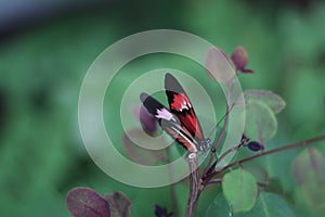 Butterfly World Florida- butterfly with green magical bacground photo