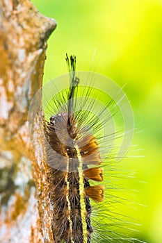 Butterfly worm on branch