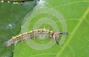 Butterfly worm on green leaf