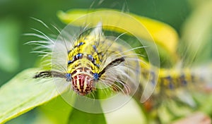 Butterfly worm on green leaf