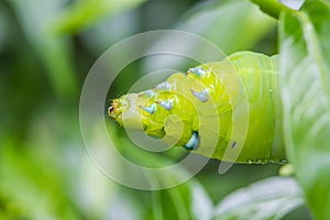 Butterfly worm on green leaf