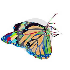 butterfly in wpap