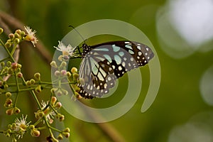 Butterfly (Blue tiger)