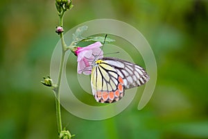 Butterfly (Common Jezebel)