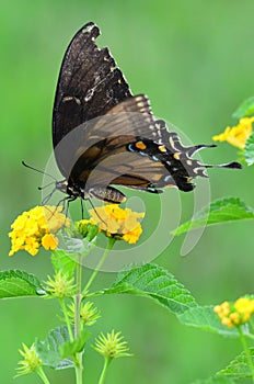 Butterfly on yarrow