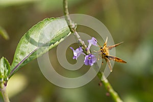 Butterfly, Yello Palm Dart -Cephrenes trichopepla