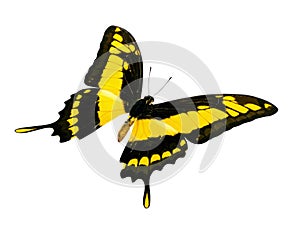 Butterfly yellow and black