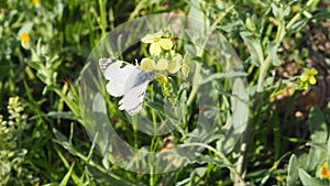 Butterfly on a yellow colza flower, lerida, spain, europe