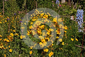 A butterfly on a Yellow coreopsis flowers in the garden