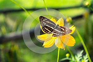 Butterfly on yellow Cosmos sulphureus Cav flowers.
