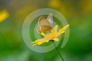 Butterfly and yellow daisy