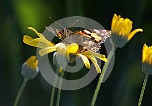 Butterfly on Yellow Daisy