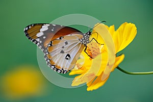 Butterfly on yellow daisy flower