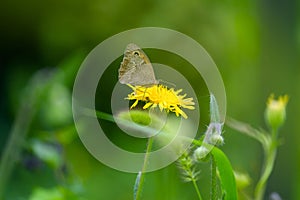Butterfly on a yellow dandelion with blurred background 1