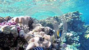 Butterfly Yellow Fish and other Colorful Fish Floating in Red Sea near the Coral Reef. Egypt