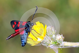 Butterfly on yellow flower.