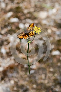 Butterfly on a Yellow Flower