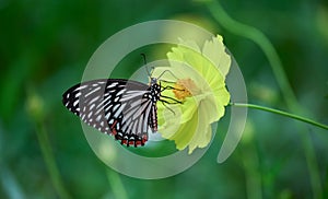 Butterfly on yellow flower