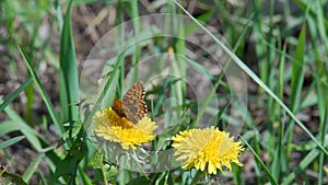 Butterfly on the Yellow Flower