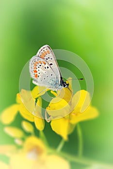 Butterfly on yellow flower