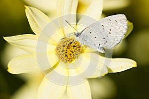 Butterfly on Yellow Flower photo