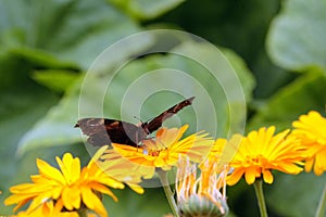 Butterfly on the yellow flower in the garden.
