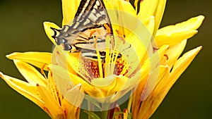 Butterfly on a yellow flower green background