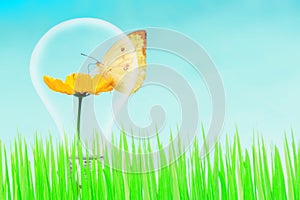 Butterfly and yellow flower and green grass with light bulb