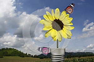 Butterfly on yellow flower Lamp landscapes backgro