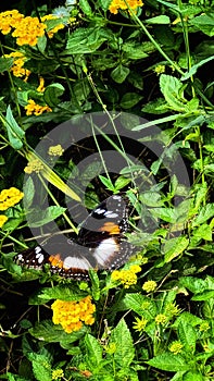 Butterfly,yellow flower,leaf,green,background nature