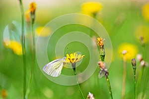 Butterfly on the yellow flower in the meadow