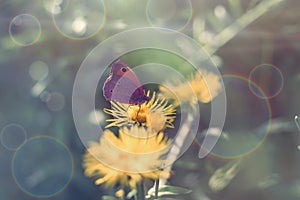 Butterfly on yellow flower, purple butterfly colecting polen and nectar photo