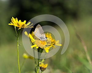 Butterfly on the yellow flower. Slovakia