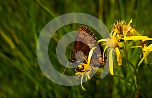 Butterfly on the yellow flower. Slovakia