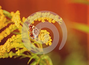 Butterfly on a yellow flower. Variegated winged mimosa. An insect with wings. Nymphalid butterflies.