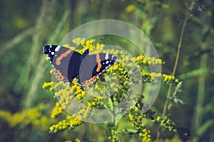 Butterfly on yellow flowers.