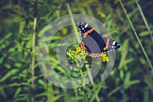 Butterfly on yellow flowers. Vanessa atalanta