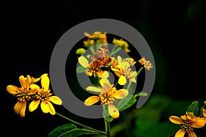Butterfly on yellow garden flower