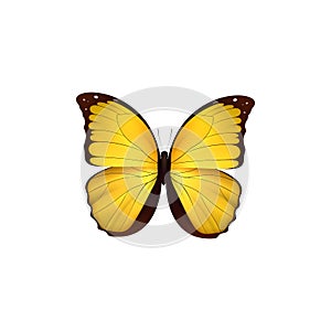 Butterfly yellow isolated on white background. Butterflies Insects Lepidoptera Morpho amathonte. photo