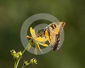 Butterfly on yellow wildflower