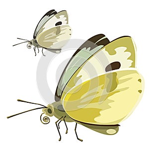 Butterfly with yellow wings. Vector insect