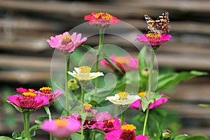 Butterfly on Youth-and-age, or common zinnia flowers in a garden