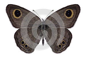 Butterfly Ypthima baldus male