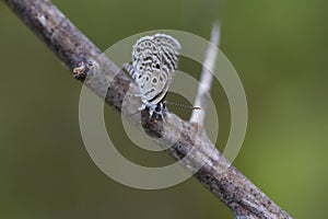 Butterfly, Zebra Blue - Leptotes plinius SrI lanka Yala