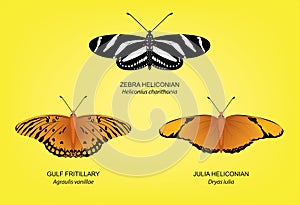 Butterfly Zebra Heliconian Set Vector Illustration