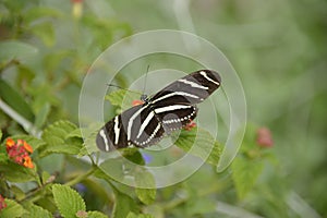Butterfly zebra longwing