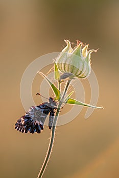 Butterfly Zerynthia polyxena at dawn in the first rays of the sun on a forest flower