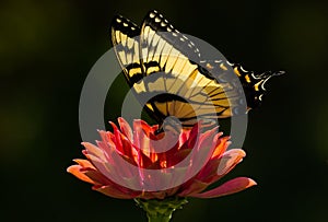 Butterfly on Zinnia