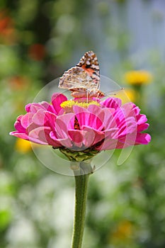 Butterfly on zinnia flower photo